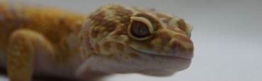 Jungel Tremper Albino