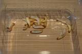 Galleria mellonella